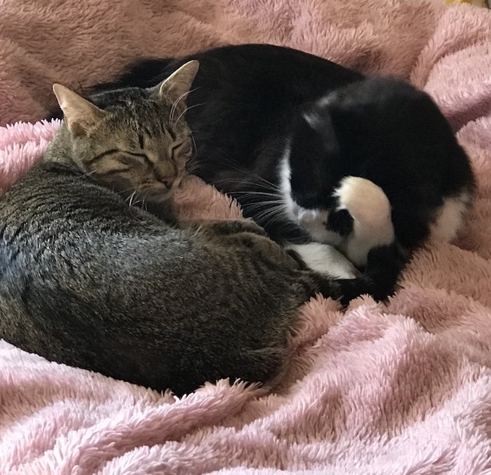 1666750365_poppyanddaisy.jpg.759aec1cd90b646c4d99c0d0d3ed7faa.jpg