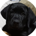 BlackDog